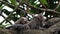 Three very cute long tailed marmosets grooming each other on a thick brown branch in a tree