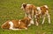 Three very young calves on a meadow at autumn