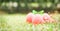 Three vibrant pink eggs with green bow knot in grass