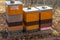 Three vibrant yellow, orange and pink beehives standing among dry fall leaves.