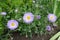 Three violet flowers of Erigeron speciosus