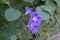 Three violet flowers of Ipomoea purpurea in September