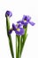 Three violet irises isolated