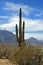 The three virgins volcanoes with cactus foreground