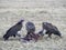 Three vultures feeding on a carcass at masai mara in kenya