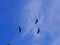 three vultures flying in blue sky