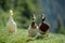 Three waddling mallard ducks in the meadow