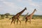 Three walking giraffes in Tarangire National Park