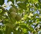 Three walnuts ripen on a branch