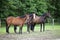 Three Warmblood Horses on pasture