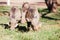 Three warthogs grazing in the wild