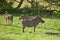 Three Warthogs in the Savannah