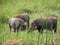 Three warthogs seeking food