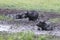 Three water buffalo wallowing in a mud hole