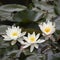 Three water lilies Nymphaea in a pond