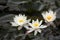 Three water lilies Nymphaea in a pond