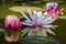 Three water lilies are reflected in the pond. A dragonfly or damselfly sits on a light water lily or lotus flower