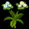 Three water lilies and small palm tree