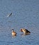 Three waterbirds, a seagull and two ornamental geese