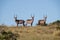 Three waterbuck standing on a ridge