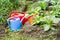 Three watering cans of various sizes