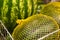 Three watermelons in a grid on the store counter