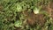 Three watermelons growing in the field, top view.