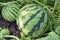 Three watermelons growing in the garden