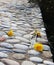 Three weathered yellow dandelions on stone bench drying in the sun