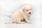 Three-week Labrador puppy of pale yellow suit close-up sitting