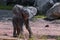 Three weeks old, baby a young African elephant - Loxodonta africana