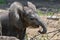 Three weeks old, baby a young African elephant - Loxodonta africana