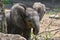 Three weeks old, baby a young African elephant - Loxodonta africana