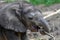 Three weeks old, baby a young African elephant - Loxodonta africana