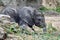 Three weeks old, baby a young African elephant - Loxodonta africana