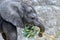 Three weeks old, baby a young African elephant - Loxodonta africana