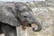 Three weeks old, baby a young African elephant - Loxodonta africana