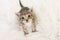 Three weeks old tabby baby cat looking up sitting on a white fur seen from a high angle view