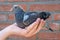 A three weeks old young racing pigeon in the hand of the pigeon fancier