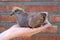 A three weeks old young racing pigeon in the hand of the pigeon fancier