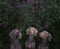 Three Weimaraner dogs with lilac bushes
