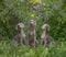 Three Weimaraner dogs with lilac bushes