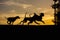 Three Weimaraner dogs play and run in nature yellow background at sunset silhouettes