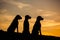 Three Weimaraner dogs are sitting in nature yellow background at sunset silhouettes