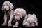 Three Weimaraner puppies looking at the camera with a black background