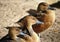 Three West Indian whistling ducks sitting on a beach