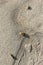 Three Western Tussock Moth caterpillars hatching on a beach in california