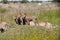 Three Wet Lion Cubs Standing on a Mound