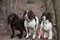 Three wet working spaniel pet gundogs sat together