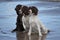 Three wet working spaniel pet gundogs sat together on a beach